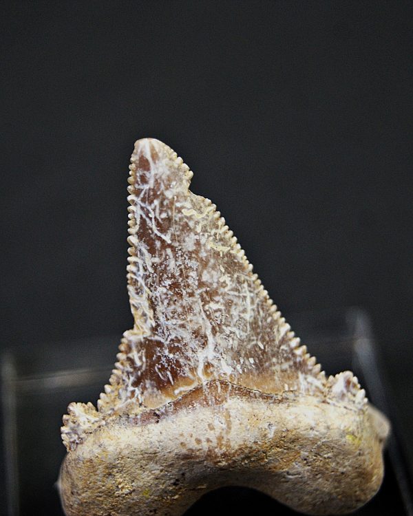 Diente de Otodus sokolovi