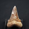 Diente de Otodus sokolovi