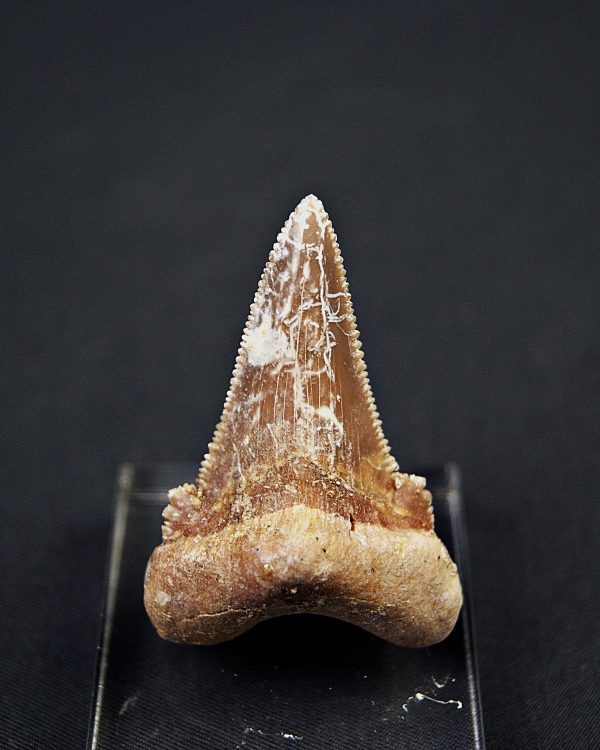 Diente de Otodus sokolovi