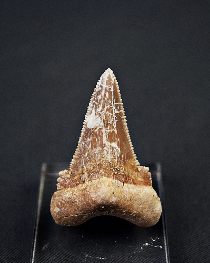 Diente de Otodus sokolovi