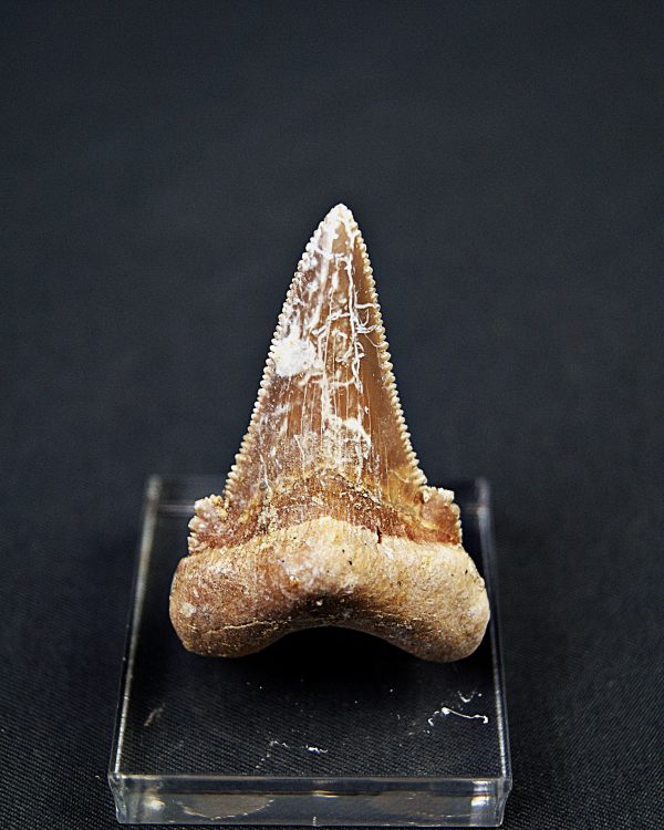 Diente de Otodus sokolovi