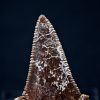 Diente de Otodus sokolovi
