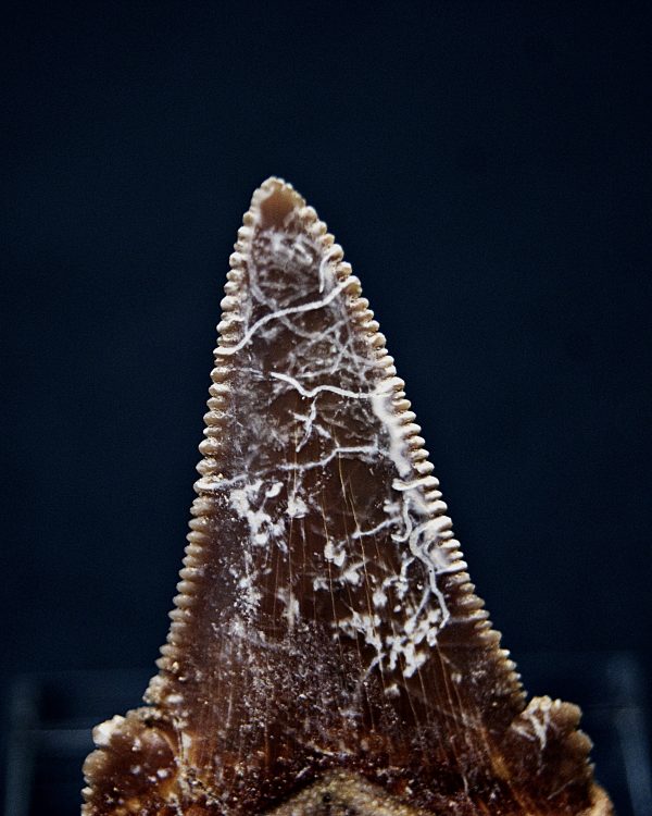 Diente de Otodus sokolovi