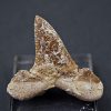 Otodus sokolovi