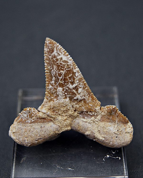 Otodus sokolovi