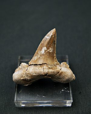 Otodus sokolovi