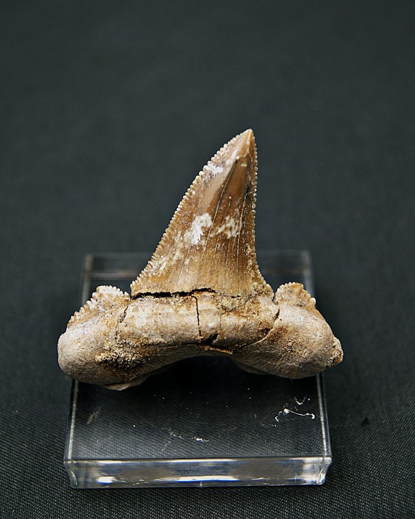 Otodus sokolovi