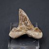 Otodus sokolovi