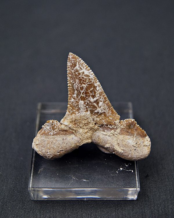 Otodus sokolovi