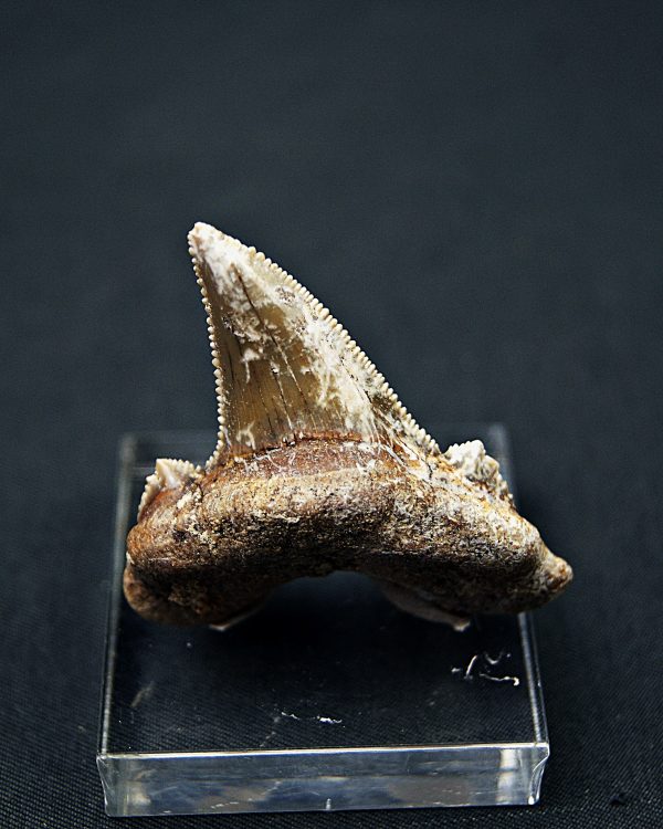 Diente de Otodus sokolovi
