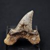 Diente de Otodus sokolovi