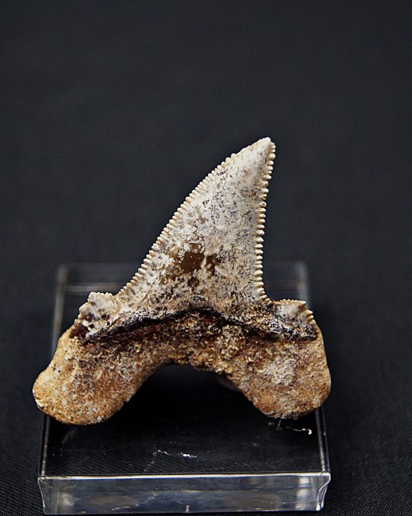 Diente de Otodus sokolovi