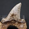 Diente de Otodus sokolovi