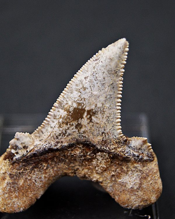 Diente de Otodus sokolovi