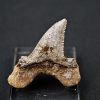 Diente de Otodus sokolovi