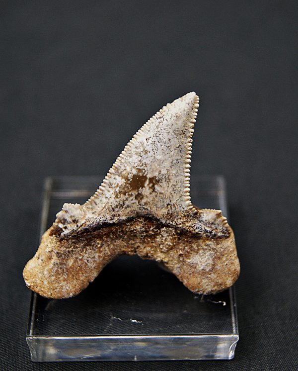 Diente de Otodus sokolovi