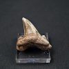Diente de Otodus sokolovi