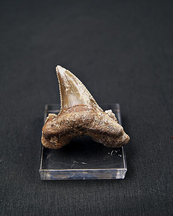 Diente de Otodus sokolovi