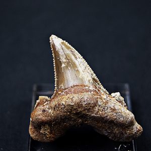 Diente de Otodus sokolovi