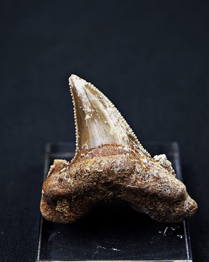 Diente de Otodus sokolovi