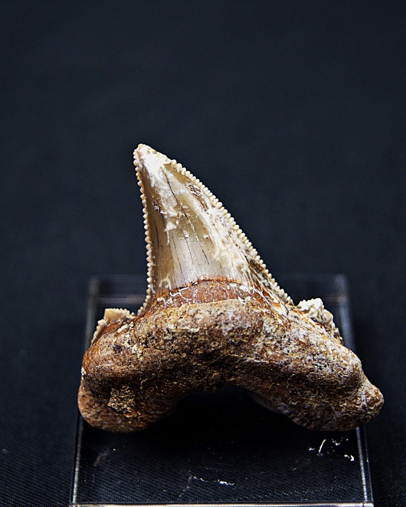 Diente de Otodus sokolovi