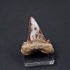 Diente de Otodus sokolovi