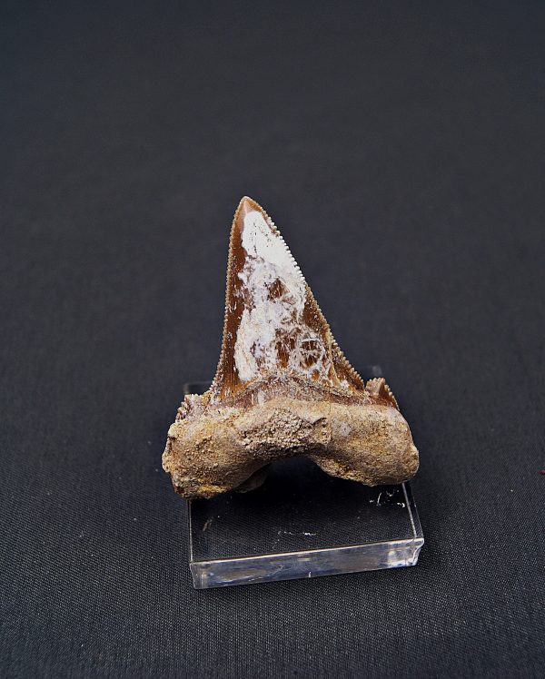 Diente de Otodus sokolovi