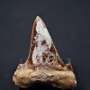 Diente de Otodus sokolovi