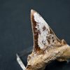Diente de Otodus sokolovi