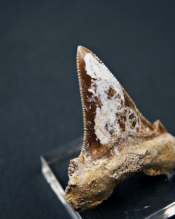 Diente de Otodus sokolovi