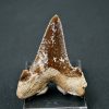 Diente de Otodus sokolovi