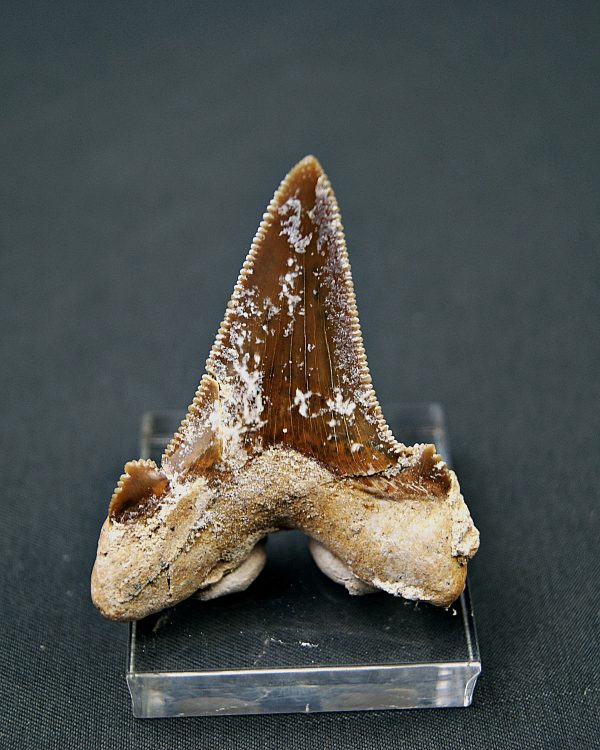 Diente de Otodus sokolovi
