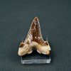 Diente de Otodus sokolovi
