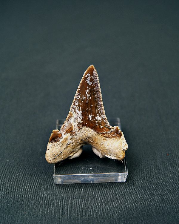 Diente de Otodus sokolovi