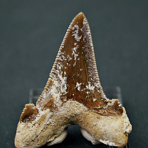 Diente de Otodus sokolovi