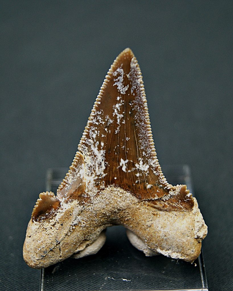 Diente de Otodus sokolovi
