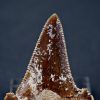 Diente de Otodus sokolovi