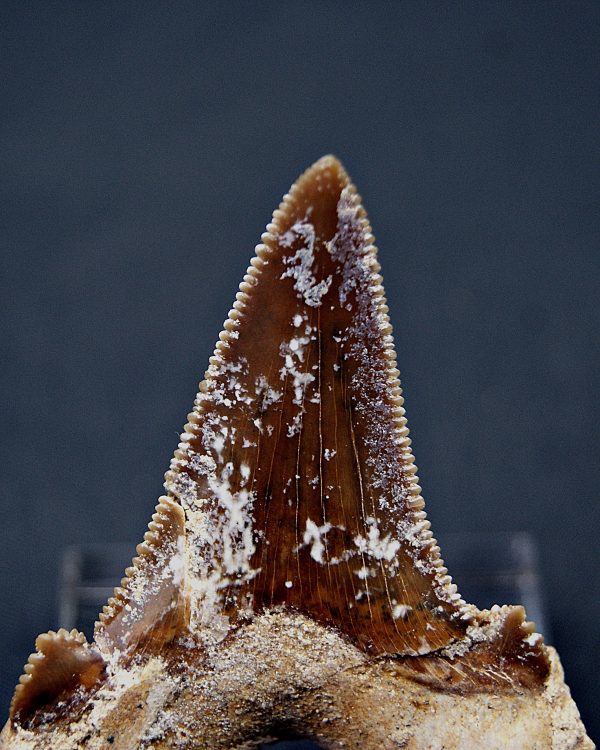 Diente de Otodus sokolovi