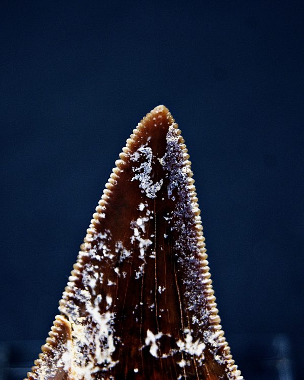 Diente de Otodus sokolovi