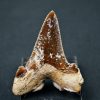 Diente de Otodus sokolovi