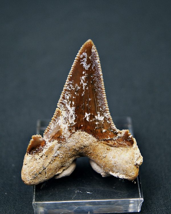 Diente de Otodus sokolovi