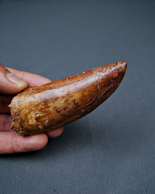 Enorme Carcharodontosaurus saharicus