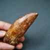 Enorme Carcharodontosaurus saharicus