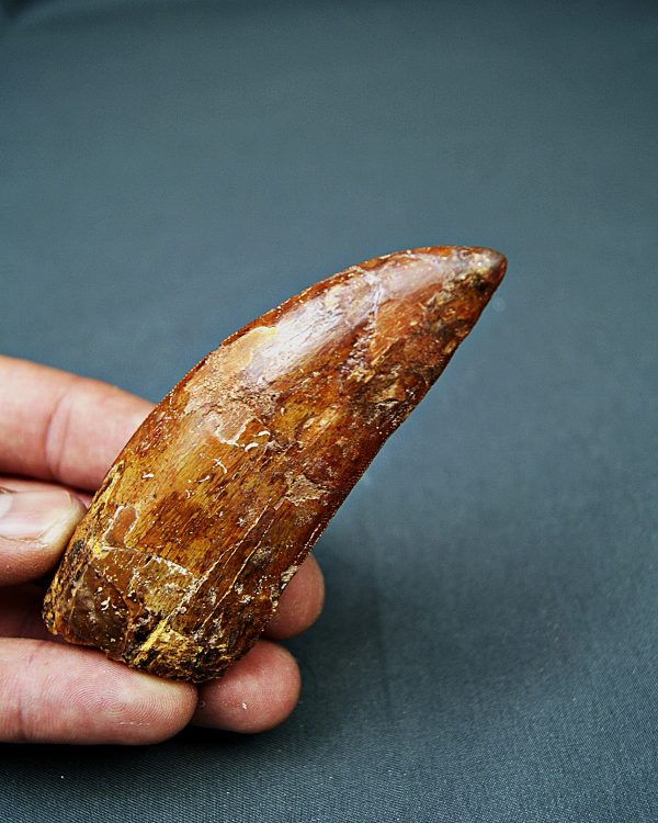 Enorme Carcharodontosaurus saharicus