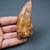Enorme Carcharodontosaurus saharicus
