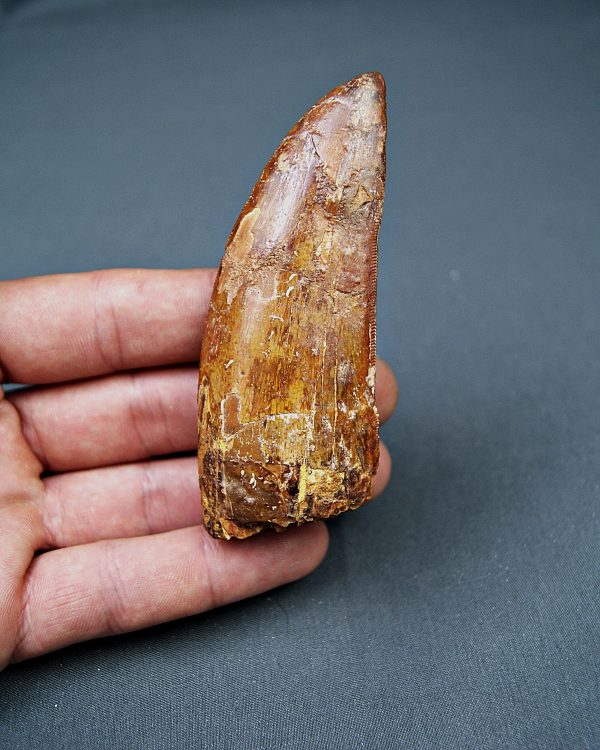Enorme Carcharodontosaurus saharicus
