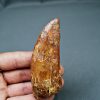 Enorme Carcharodontosaurus saharicus