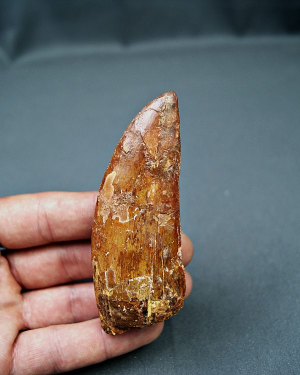 Enorme Carcharodontosaurus saharicus