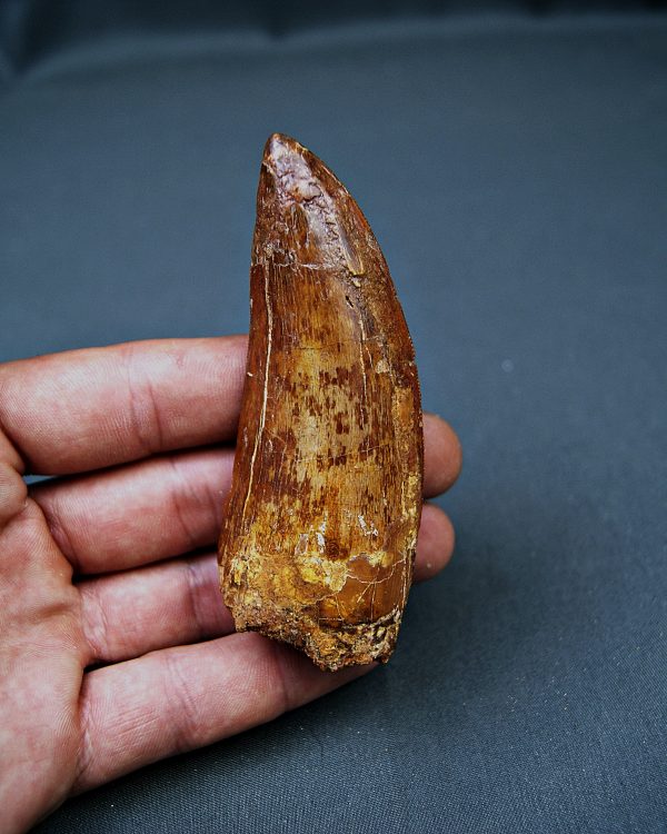 Enorme Carcharodontosaurus saharicus
