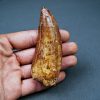 Enorme Carcharodontosaurus saharicus